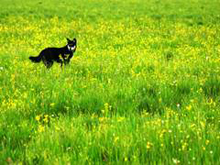 ��ԭ��ɽ���빷