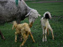 �����Ŀ�ʼ