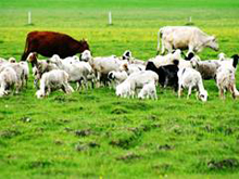 �Ұ�����Ȼ