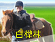 白桦林塞外避暑村