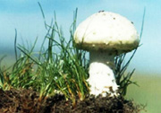 草原蘑菇